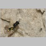 Crossocerus quadrimaculatus - Grabwespe w07a 8mm.jpg